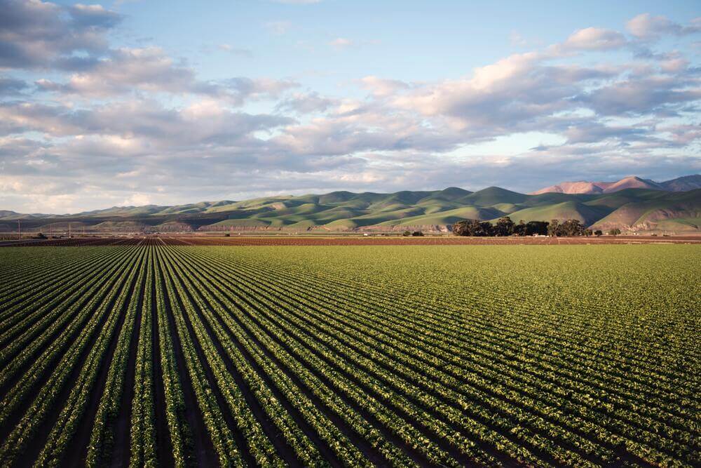 Green field